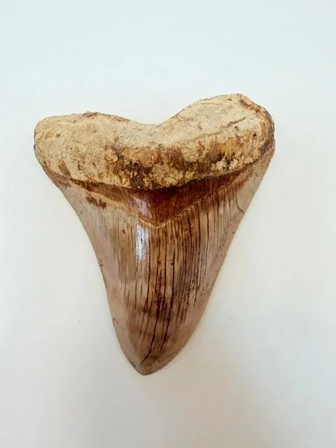 Megalodon - Fossil tooth - 117 mm - 97 mm