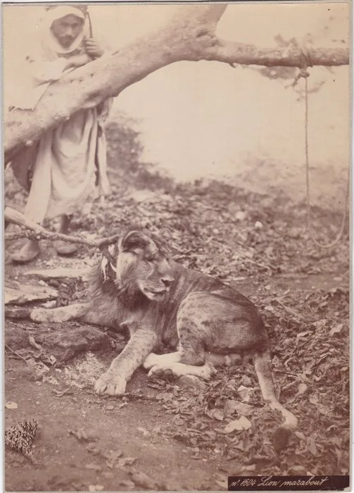 Attrib Laroux - Large Vintage Albumen Photograph Middle East Chained Lion