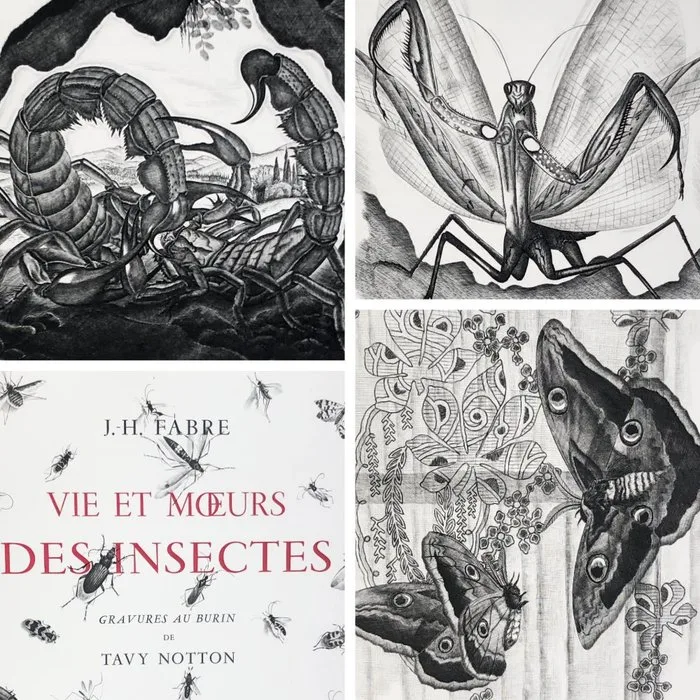 Jean-Henri Fabre / Tavy Notton [illustrateur] - Vie et moeurs des insectes - 1953