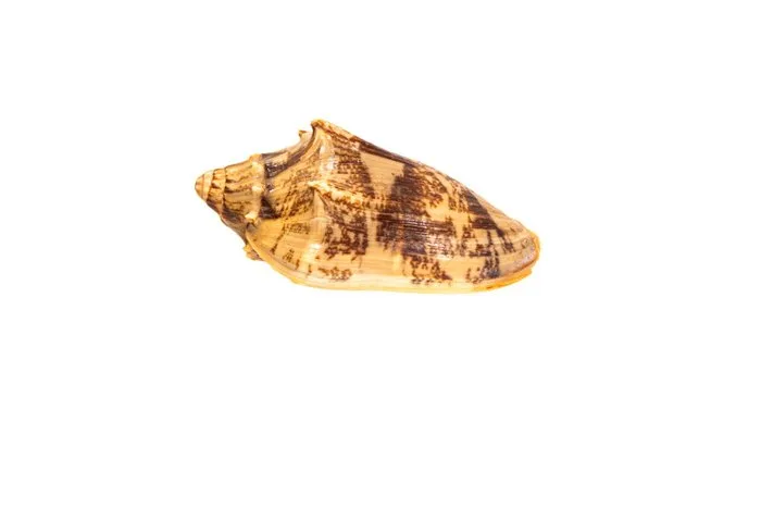 Majestic Elegance: The Volita vespertili in impressive form - Height: 8.5 cm- 0 g - (1)
