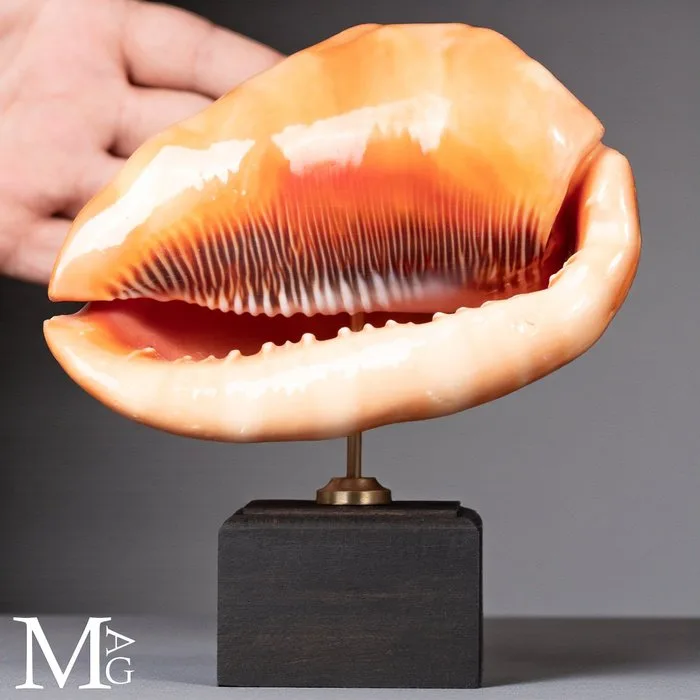 Vibrant Orange Bullmouth Helmet Shell Shell with a Glossy Helmet - Height: 175 mm - Width: 155 mm- 763 g - (1)