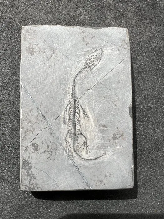 Marine reptile - Fossilised animal - Fossile de Keichousaurus hui – Un trésor du Trias - 6.5 cm - 4.5 cm