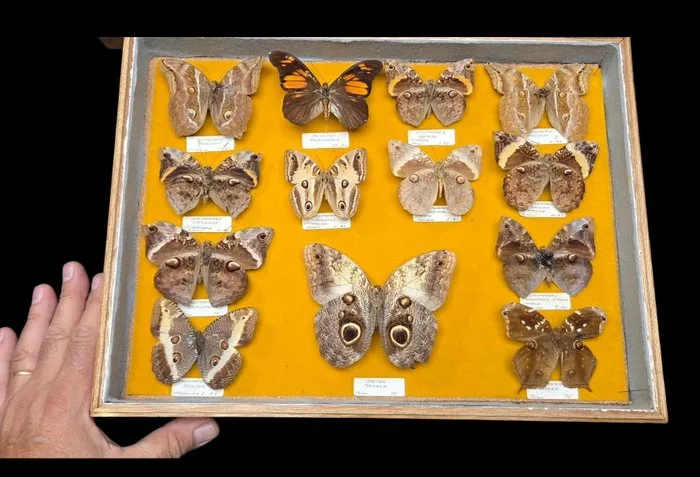Double-sided presentation of butterflies wood box - ex French collection(39x26 cm) - Diorama - 1960-1970
