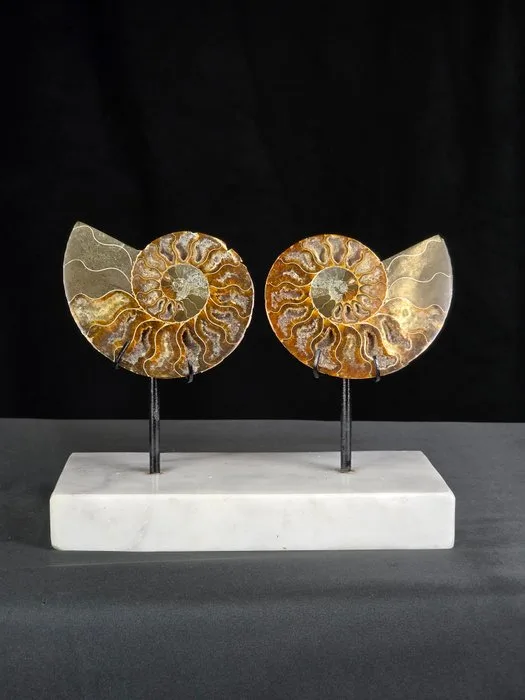Ammonite - Fossilised animal - Two Aioloceras (Cleoniceras) sp. Madagascar Ammonite on Carrara marble base