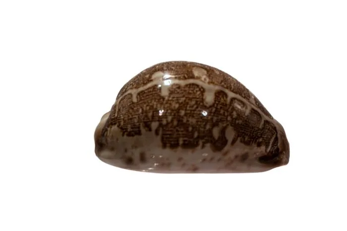 Rare map cowry (Cypraea mappa) | Collectible | Size 75 mm | Location: Bogo, Philippines Skeleton - Cypraea mappa - 0 mm - 0 mm - 75 mm- Non-CITES species - (1)