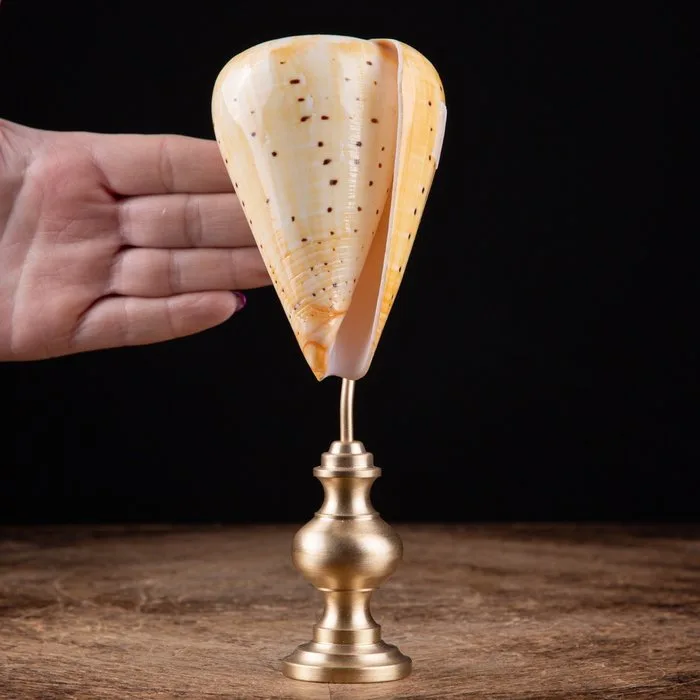 Modern Wunderkammer - Conus betulinus - Great Sea Shell on Turned Brass Base - Height: 195 mm - Width: 75 mm- 550 g