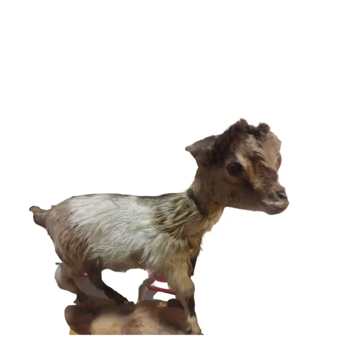 Domestic Goat Taxidermy full body mount - Sconosciuto - 40 cm - 25 cm - 25 cm - 1