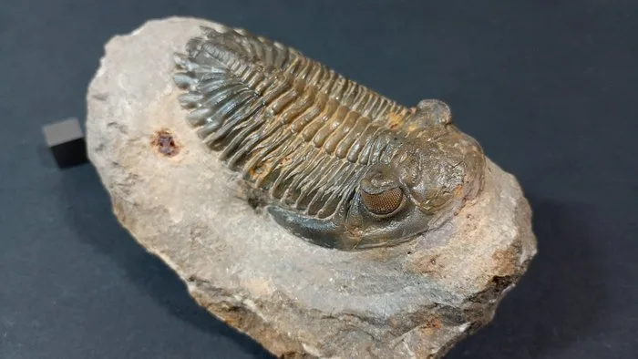 Trilobite - Fossil carapace - Hollardops Mesocristatus - 11.5 cm