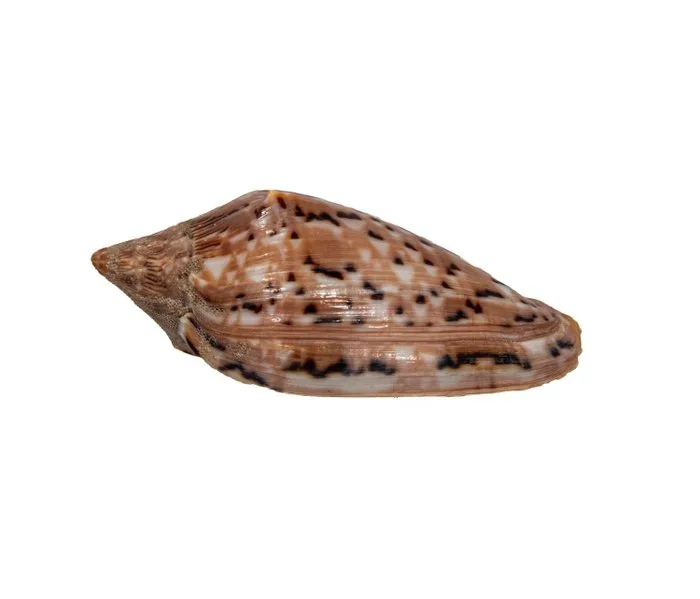Australian treasure: Beautiful volute (Cymbiola pulchra f. nielseni) – 68 mm, gem-quality Taxidermy wall mount - ymbiola pulchra f. nielseni - 6.8 cm - 0 mm - 0 mm - Non-CITES species - 1
