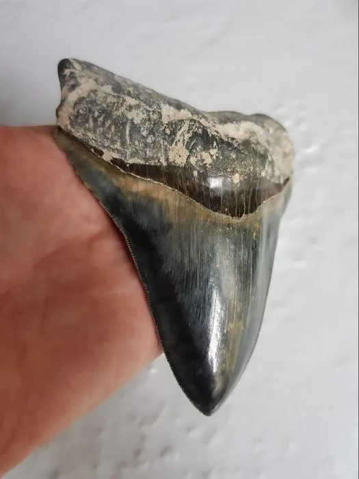 Megalodon - Fossil tooth - 12.6 cm - 10 cm