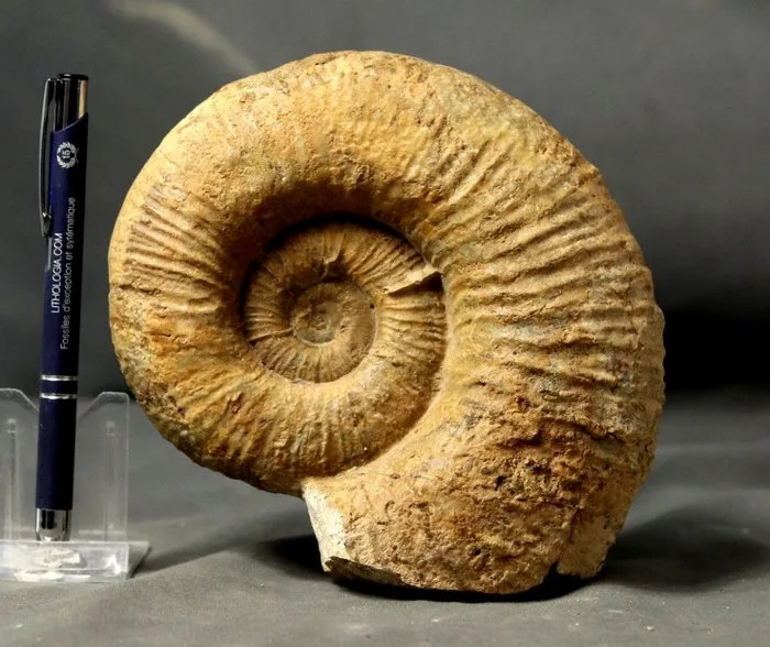 Fine Ammonite - Self standing - Fossilised animal - Lytoceras salebrosum - 16.5 cm