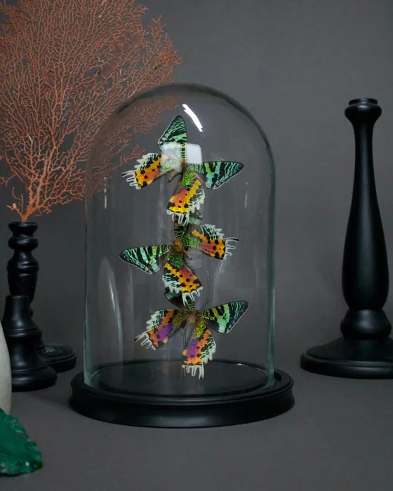 Butterfly Taxidermy full body mount - Urania ripheus - 25 cm - 17 cm - 17 cm - Non-CITES species - 1