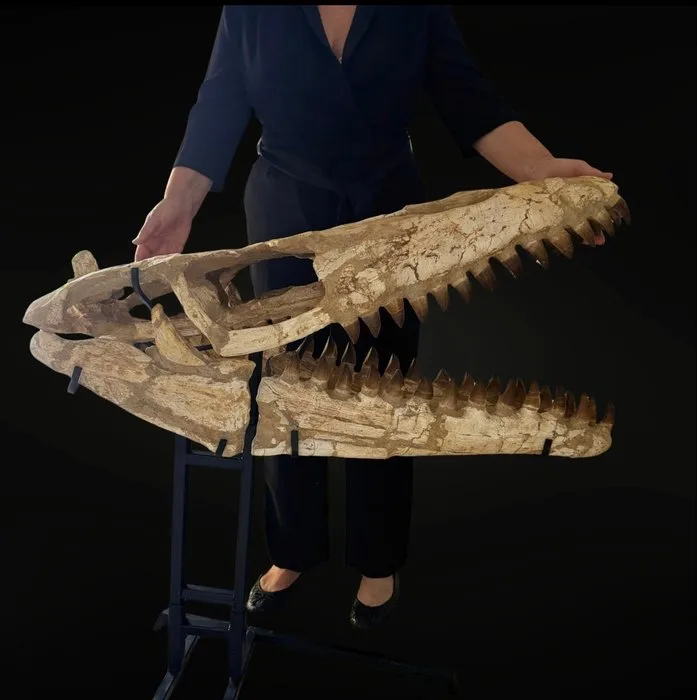 Exceptional Mosasaure - Fossil skull - Mosasaure - 92 cm - 96 cm