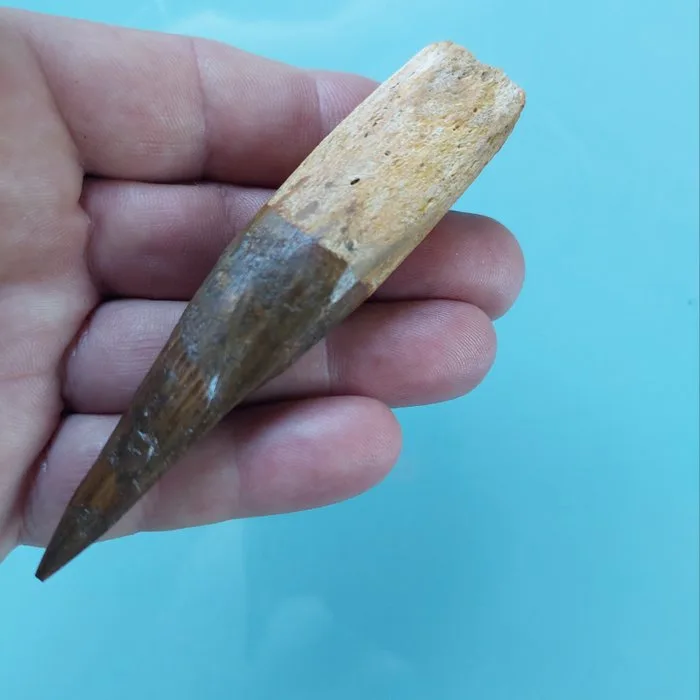 Spinosaur - Fossil tooth - 110 mm - 23 cm