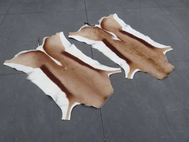 Pair South African Springbok Skins Taxidermy wall mount - Antidorcas marsupialis - 40 cm - 80 cm - 0 cm - non-CITES species