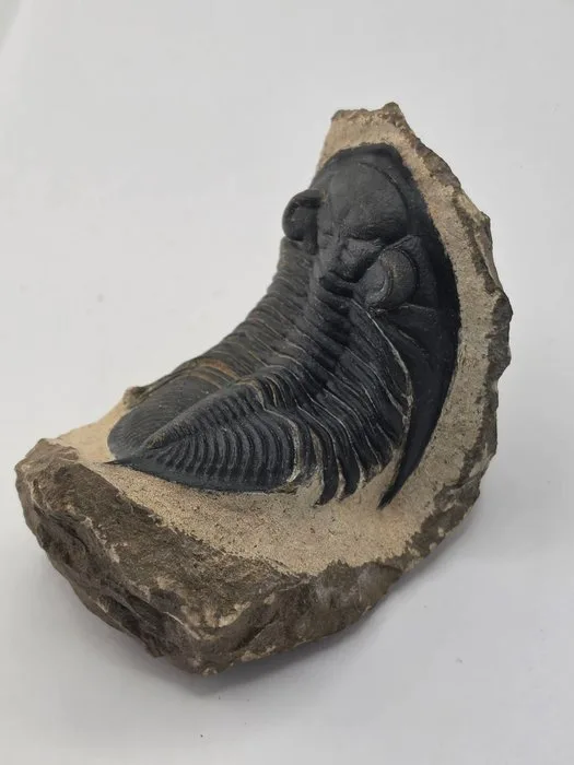 Trilobite - Fossilised animal - Zlichovaspis - 9 cm