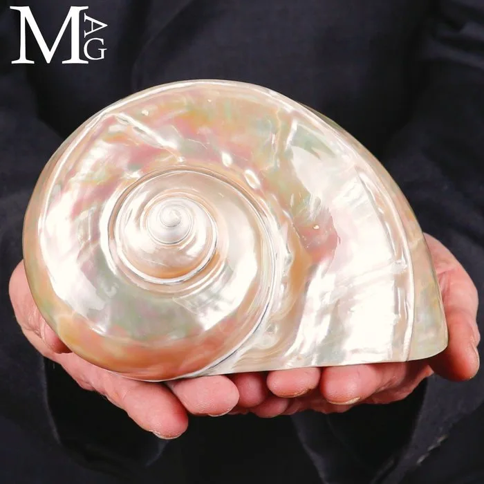 Vortex of Mother-of-Pearl Turbo marmoratus - Height: 168 mm - Width: 166 mm- 480 g - (1)