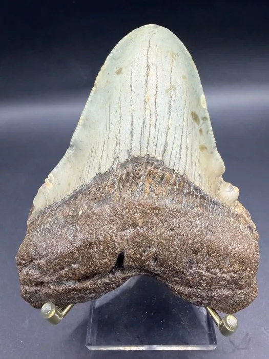 Megalodon - Fossil tooth - Carcharocles megalodon - 10.3 cm