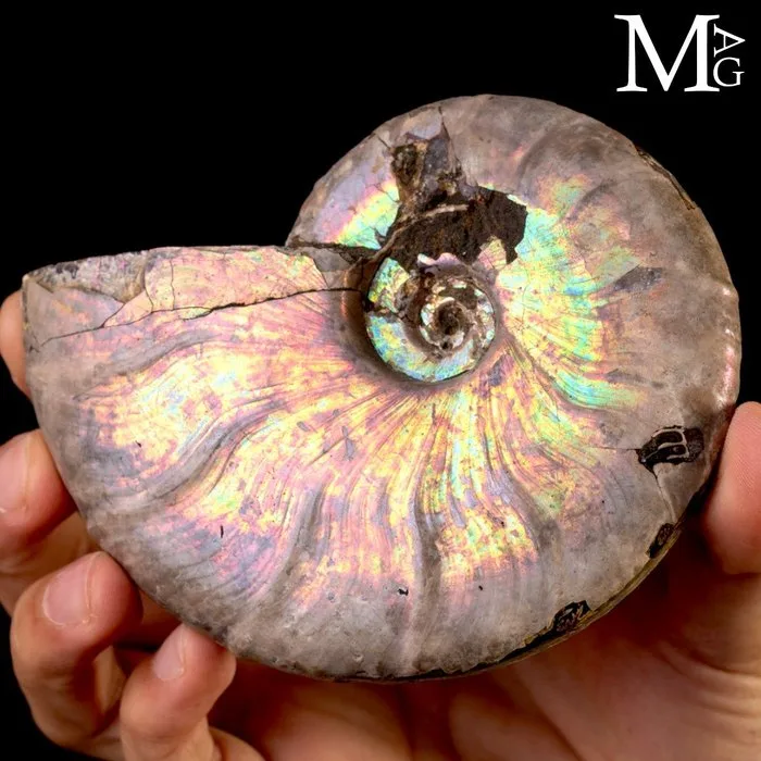 Rainbow Iridescent Cleoniceras Ammonite Natural Fossilized Shell - Height: 119 mm - Width: 102 mm- 401 g - (1)