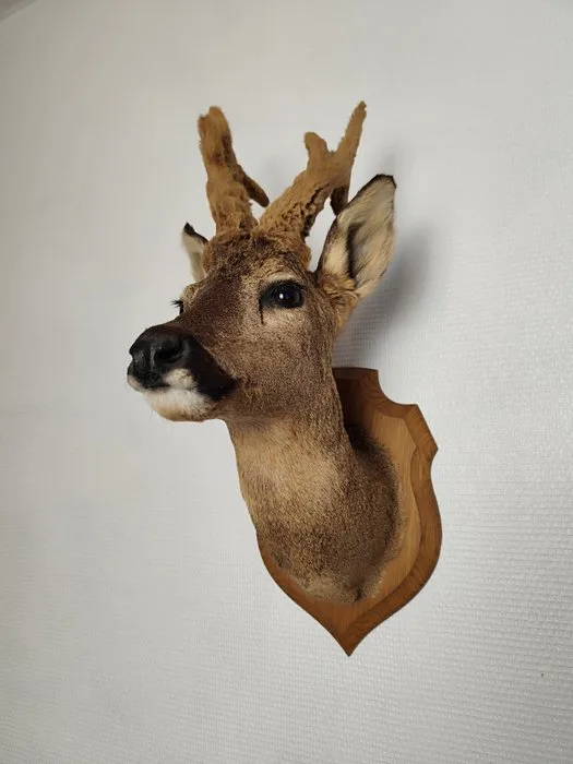 Roedeer Taxidermy full body mount - Capreolus capreolus - 60 cm - 25 cm - 34 cm - Non-CITES species - 1