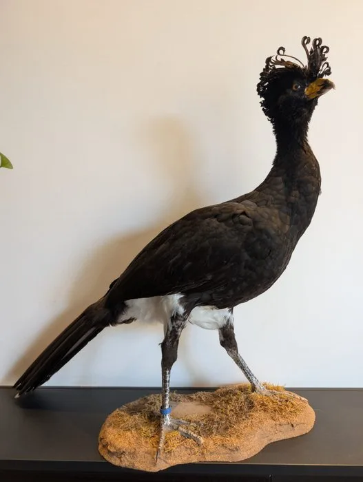 Big Brown Hokko / Black Hokko Taxidermy full body mount - Crax rubra - 66 cm - 25 cm - 65 cm - CITES Appendix III - Annex C in the EU - 1