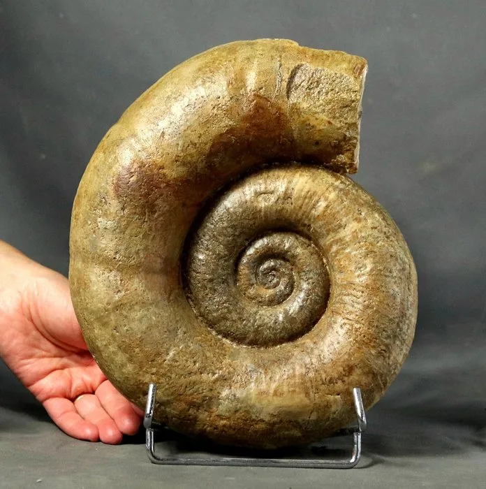 Fine Ammonite - On elegant steel stand - Fossilised animal - Lytoceras fimbriatum 25 cm !