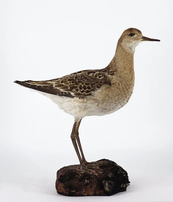 fighter Taxidermy full body mount - Calidris pugnax (with proof of origin) - 24 cm - 15 cm - 25 cm