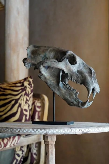 A Replica of Polar Bear Skull on a custom stand - Museum Quality - Brown Colour- Taxidermy replica mount - Ursus Maritimus - 35 cm - 23 cm - 36 cm - 1