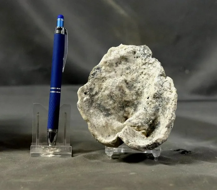 Big and fascinating fossil sponge - Fossilised animal - Verruculina - 11.5 cm
